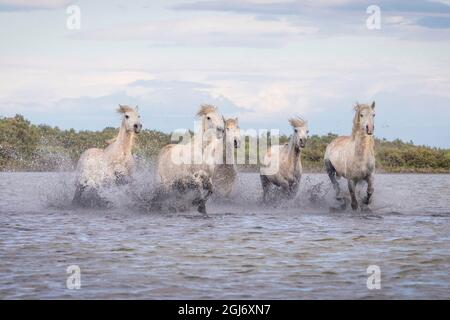 Europa, Francia, Provenza. Camargue cavalli che corrono in acqua. Foto Stock