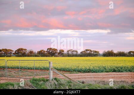 Cancello fattoria che conduce al campo di canola in piena fioritura al tramonto Foto Stock