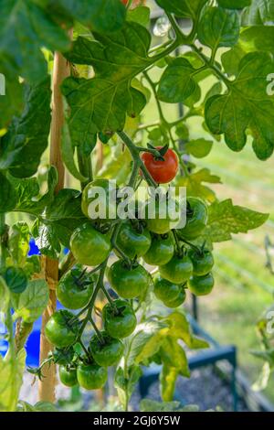 Capriate di pomodoro che iniziano a maturare con un pomodoro rosso e il resto rimane verde Foto Stock