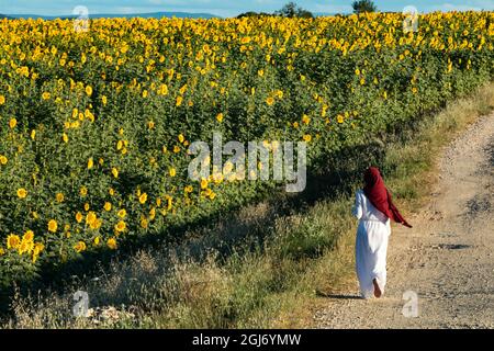 Giovane donna musulmana che viaggia attraverso i girasoli fioriti vicino ai campi di lavanda durante l'estate a Valensole, Provenza, Francia. Foto Stock