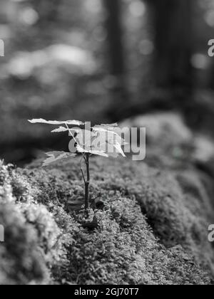 Piantina su legno morto. Il bosco di Hainich nella Turingia, il Parco Nazionale e parte del sito patrimonio mondiale dell'UNESCO. Primordiale Faggio foreste dei Carpazi Foto Stock
