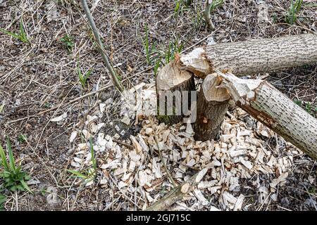 Foresta di Randmeerbosse con due tronchi di alberi sottili gnawed da coloni con piccoli pezzi di legno sul terreno, modello tipico di denti segni, costruzione Foto Stock