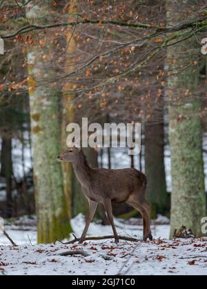 Cervo rosso (Cervus elaphus) durante l'inverno. Parco Nazionale della Foresta Bavarese. Germania, Baviera Foto Stock