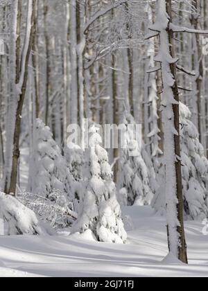 Inverno al Monte Lusen nel Parco Nazionale della Foresta Bavarese (Bayerischer Wald). Europa centrale, Germania, Baviera. Foto Stock