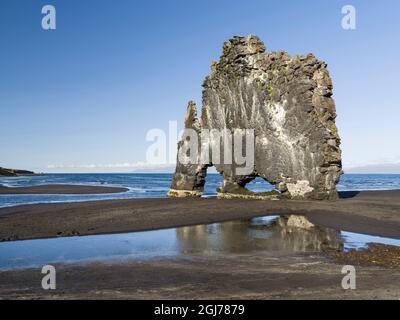 Mare stack Hvitserkur, un punto di riferimento della penisola. Paesaggio sulla penisola Vatnsnes nel nord dell'Islanda. Foto Stock