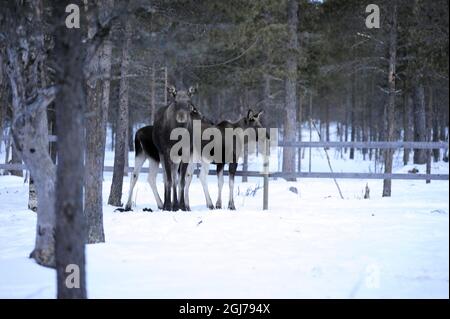 2012-02-29 Drevdagen, Idre Un proprietario di stalla di cavallo nella contea del nord di Dalarna ha un problema con una mucca intelligente dell'alce ed i suoi calfs. La mucca di alci ha imparato ad aprire la porta stalla durante la notte e mangia dei cavalli fieno e cibo roba. Foto Nisse Schmidt SCANPIX SVEZIA kod 4042 Foto Stock