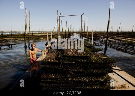 ARCACHON 2011-08-11 allevamento di ostriche nel Bassin d'Arcachon / Arcachon Bay sul costo Atlantico della Francia. Alexandre Godalier tende i letti di ostriche. Foto Anders Hansson / SCANPIX / kod 9278 Foto Stock