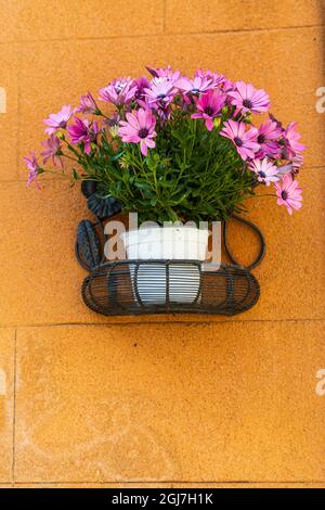 Italia, Sicilia, Provincia Di Trapani, Erice. Un vaso di fiori africani Daisy sulle pareti nell'antica città collinare di Erice. Foto Stock