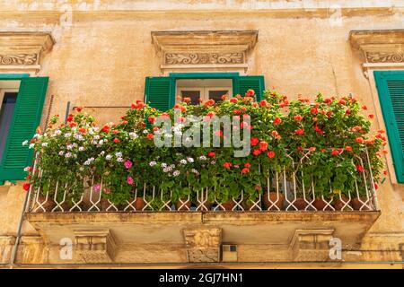 L'Italia, Puglia, Città Metropolitana di Bari, Monopoli. Gerani in vasi su un davanzale. Foto Stock