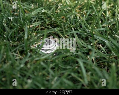 Irrigatore automatico del prato da giardino su sfondo di erba verde. Foto Stock