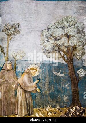 Assisi, Umbria, Italia. Affresco di San Francesco d'Assisi predicando agli uccelli, nella chiesa superiore della Basilica di San Francesco d'Assisi. (Per ed Foto Stock