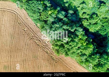 vista aerea del campo di grano Foto Stock