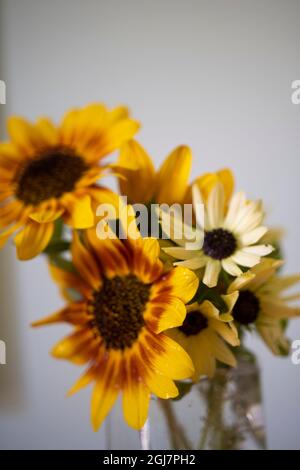 Girasoli in un vaso Foto Stock