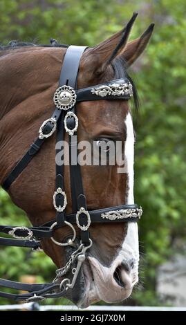 Venerdì, la stampa ha mostrato le Royal Mews e le carrozze e cavalli che officieranno alle nozze della Principessa Madeleine e del Sig. Christopher o'Neill Sabato 8 giugno. Foto: Anders Wiklund / SCANPIX / kod 10040 Foto Stock