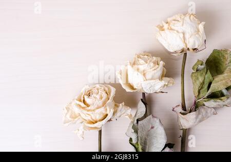 Rosa chinensis, rose bianche essiccate su sfondo di legno luminoso, interni, disposizione piatta, vista direttamente dall'alto Foto Stock