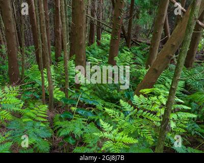 Cedro rosso giapponese, cryptomeria japonica, una specie introdotta. Foresta vicino a Cabeco Grodo. Isola di Faial, un'isola delle Azzorre nell'Oceano Atlantico Foto Stock