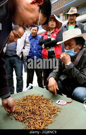 YUSHU 20130521 ''FILE'' - l'ambito fungo di caterpillar è diventato molti pastori tibetani e agricoltori principale fonte di reddito. Foto Torbjorn Petersson / SCANPIX / Kod 4278 Foto Stock