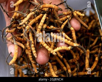 YUSHU 20130521 ''FILE'' - l'ambito fungo di caterpillar è diventato molti pastori tibetani e agricoltori principale fonte di reddito. Foto Torbjorn Petersson / SCANPIX / Kod 4278 Foto Stock