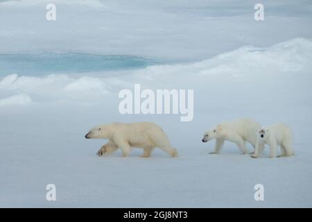 Russia, Alto Artico, Franz Josef Land. Orso polare (Ursus maritimus) femmina con due cubetti. Foto Stock