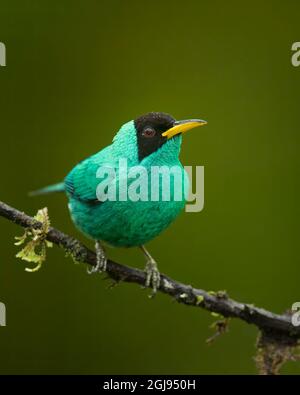 Verde Honeysuperriduttore (Chlorophanes spiza), maschio arroccato su un ramo, Costa Rica Foto Stock