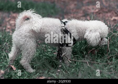 Bichon Frise cane da cuccioli in profilo in piedi in un campo, parco, prato o foresta indossando un'imbracatura nera. Pelliccia ricurly bianca . coda su. Orizzontale Foto Stock