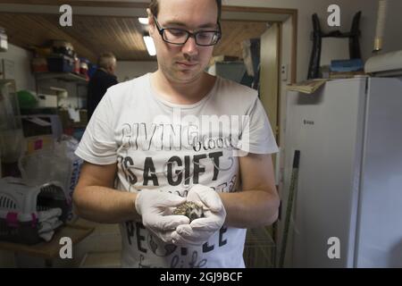 LILLA EDET 2015-07-29 Â Hedgehog HospitalÂ la città di Lilla Edet West Svezia ospita ora 70 hedgehog. La maggior parte di loro ha perso le loro madri in incidenti stradali, alcuni sono stati danneggiati dai tosaerba Â- altri sono stati abusati dagli esseri umani, knifed o usati come palle del piede. Vedi la storia del testo separato Foto Bjorn Larsson Rosvall / TT / Kod 9200 Foto Stock