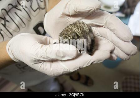 LILLA EDET 2015-07-29 Â Hedgehog HospitalÂ la città di Lilla Edet West Svezia ospita ora 70 hedgehog. La maggior parte di loro ha perso le loro madri in incidenti stradali, alcuni sono stati danneggiati dai tosaerba Â- altri sono stati abusati dagli esseri umani, knifed o usati come palle del piede. Vedi la storia del testo separato Foto Bjorn Larsson Rosvall / TT / Kod 9200 Foto Stock