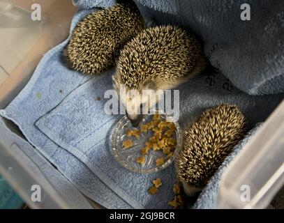 LILLA EDET 2015-07-29 Â Hedgehog HospitalÂ la città di Lilla Edet West Svezia ospita ora 70 hedgehog. La maggior parte di loro ha perso le loro madri in incidenti stradali, alcuni sono stati danneggiati dai tosaerba Â- altri sono stati abusati dagli esseri umani, knifed o usati come palle del piede. Vedi la storia del testo separato Foto Bjorn Larsson Rosvall / TT / Kod 9200 Foto Stock