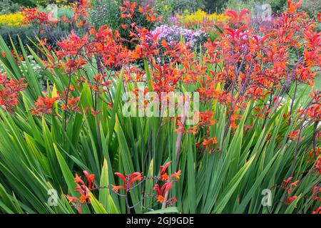 I fiori della bandiera africana sono abbastanza dominanti nei giardini del castello di Cawdor. Foto Stock