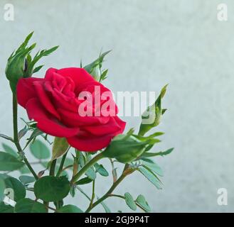 Primo piano del fiore rosso su un giardino rosa che cresce in un giardino di roccia con una parete di cemento bianco sullo sfondo. Foto Stock