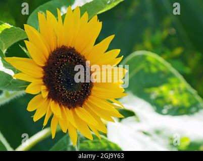 Primo piano del fiore giallo su una pianta di girasole che cresce in un giardino. Foto Stock