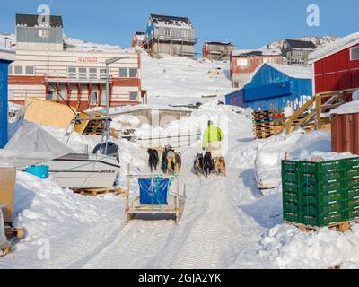 Ritorno dalla caccia. Il cacciatore indossa pantaloni tradizionali realizzati in pelliccia di orso polare. Il tradizionale e remoto villaggio Inuit groenlandese Kullorsu Foto Stock