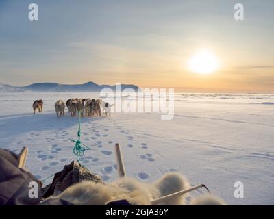 Cacciatore Inuit su slitta di cane, indossando pantaloni e stivali tradizionali realizzati in pelliccia di orso polare sul ghiaccio marino della baia di Melville vicino a Kullorsuaq nel nord Foto Stock