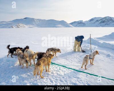 Raccogliere un sigillo da una trappola sotto il ghiaccio marino. Cacciatore inuit con pantaloni e stivali tradizionali realizzati in pelliccia di orso polare, vicino a Melville Bay Foto Stock