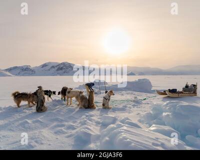 Raccogliere un sigillo da una trappola sotto il ghiaccio marino. Cacciatore inuit con pantaloni e stivali tradizionali realizzati in pelliccia di orso polare, vicino a Melville Bay Foto Stock