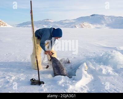 Raccogliere un sigillo da una trappola sotto il ghiaccio marino. Cacciatore inuit con pantaloni e stivali tradizionali realizzati in pelliccia di orso polare, vicino a Melville Bay Foto Stock