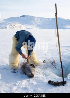 Raccogliere un sigillo da una trappola sotto il ghiaccio marino. Cacciatore inuit con pantaloni e stivali tradizionali realizzati in pelliccia di orso polare, vicino a Melville Bay Foto Stock