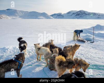 Raccogliere un sigillo da una trappola sotto il ghiaccio marino. Cacciatore inuit con pantaloni e stivali tradizionali realizzati in pelliccia di orso polare, vicino a Melville Bay Foto Stock