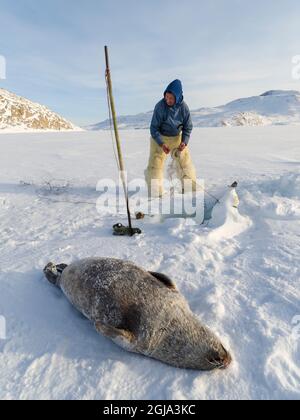 Raccogliere un sigillo da una trappola sotto il ghiaccio marino. Cacciatore inuit con pantaloni e stivali tradizionali realizzati in pelliccia di orso polare, vicino a Melville Bay Foto Stock
