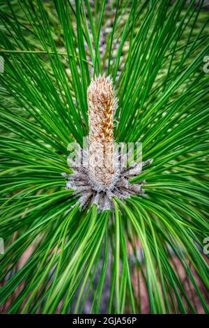 Pino longleaf Foto Stock