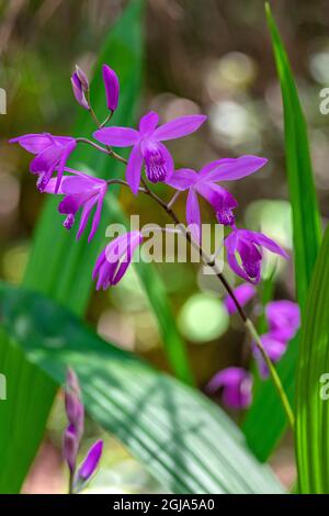 Massa cinese orchid Foto Stock