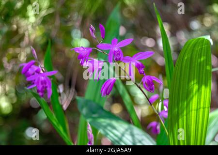 Massa cinese orchid Foto Stock