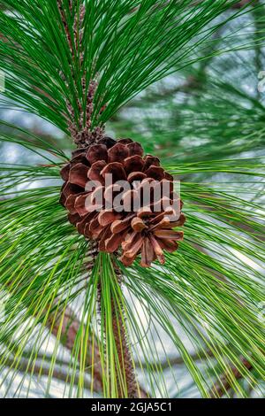 Pino longleaf Foto Stock