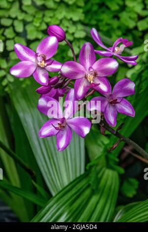 Orchidea cinese macinato Foto Stock