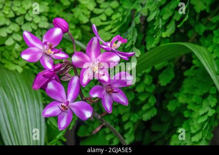 Orchidea cinese macinato Foto Stock