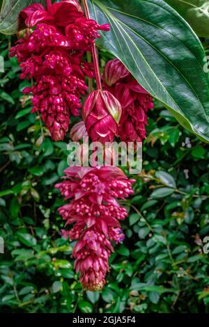 Uva rosa, Medinilla Foto Stock