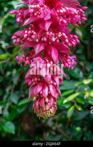 Uva rosa, Medinilla Foto Stock