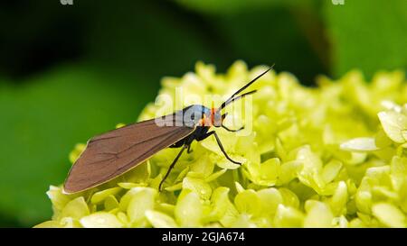 Primo piano di una falena di tigre virgina ctenucha che raccoglie nettare dai fiori gialli su una pianta di hydrangea liscia che cresce in un giardino. Foto Stock