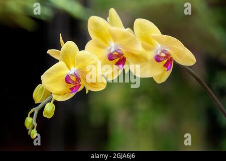 Orchidea di lepidottero Foto Stock