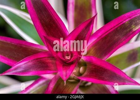 Bromeliad variegata Foto Stock
